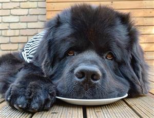 newfoundland dog 